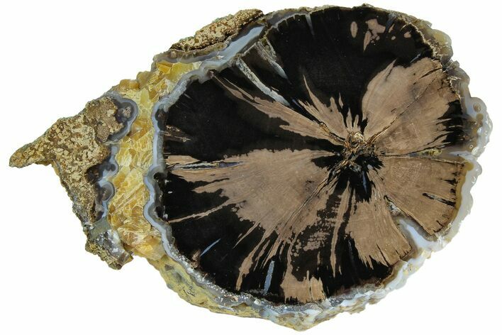 Polished Petrified Wood (Schinoxylon) End-Cut - Wyoming #184826